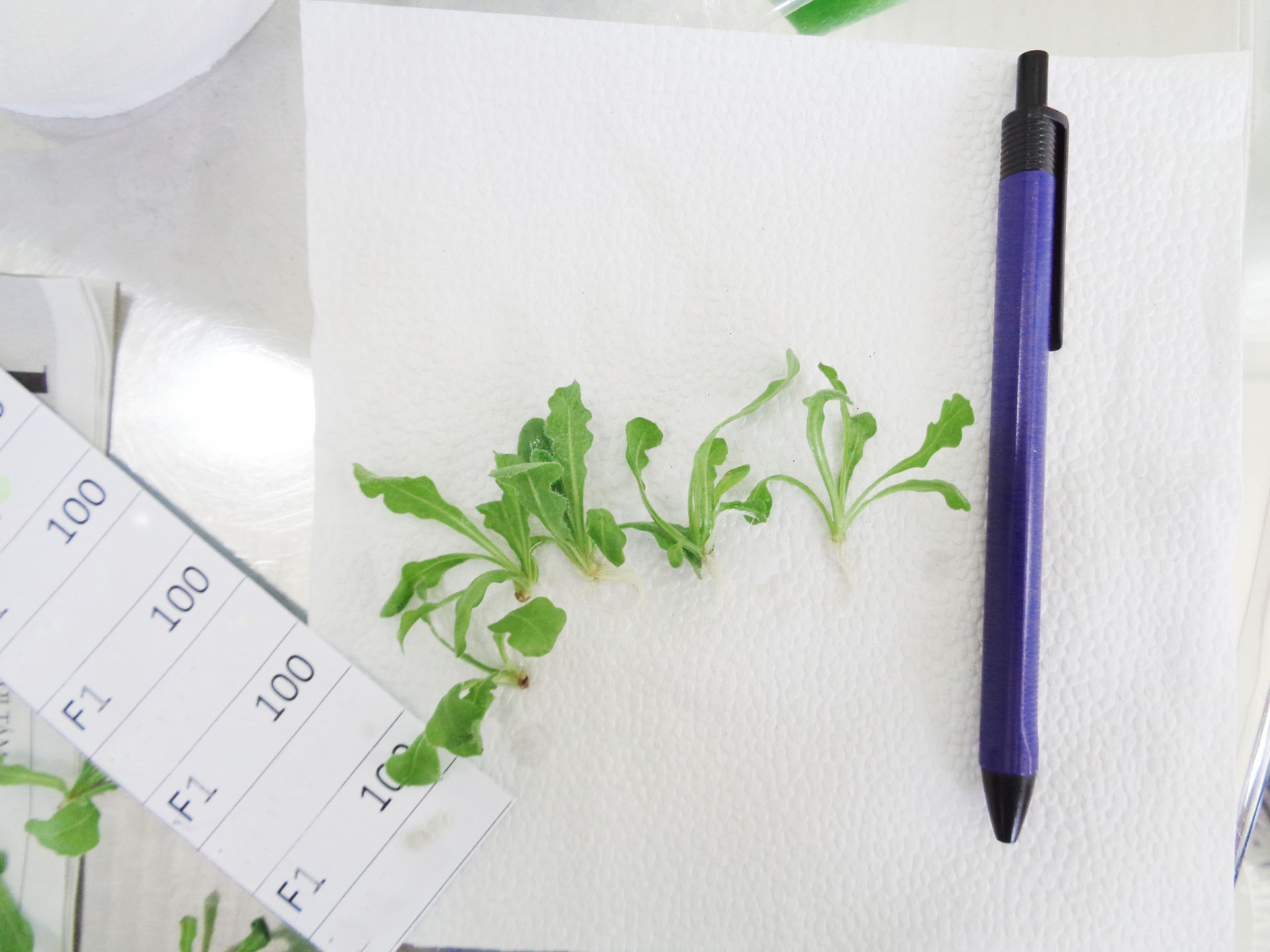 Limonium